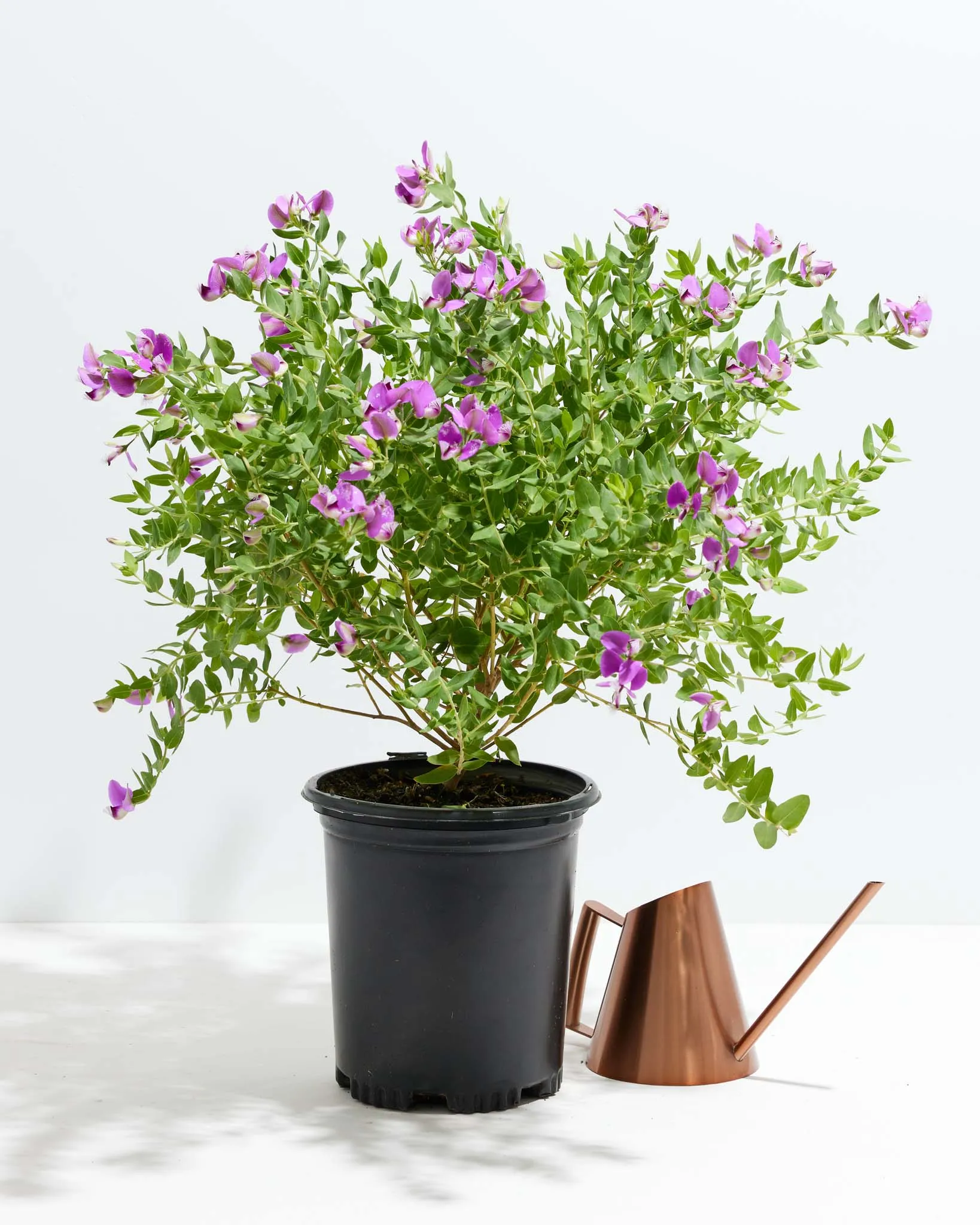 Sweet Pea Shrub